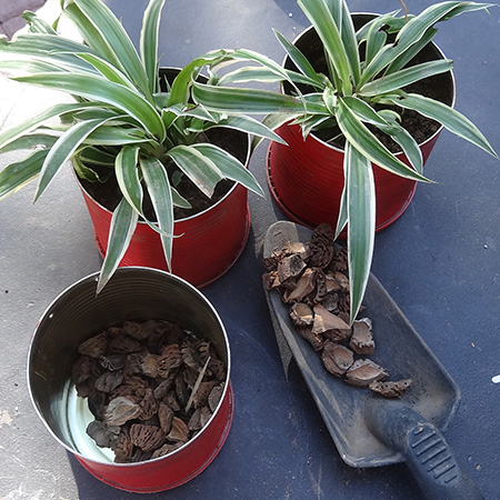 Recycled can plant holder potted with chicken and hen plants