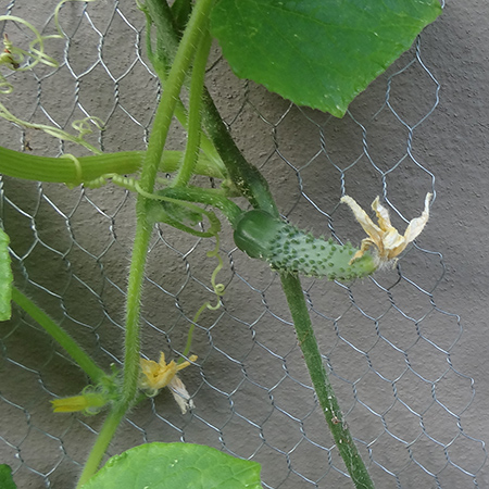 Growing your own butternut, gem squash and cucumber