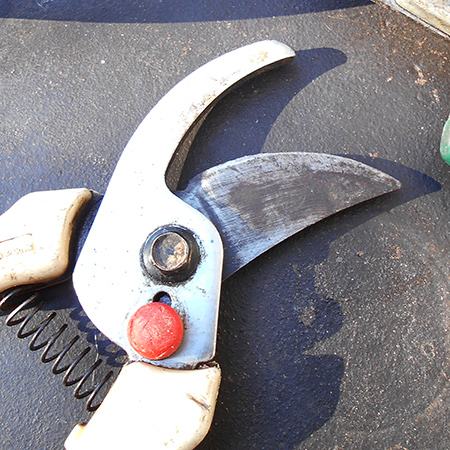 Clean and sharpen your garden tools