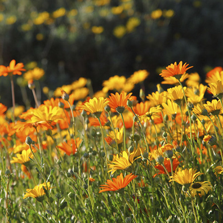 gardening in march african daisies