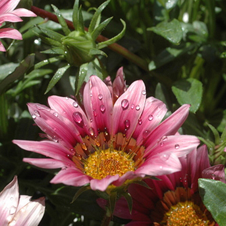gardening in march gazanias