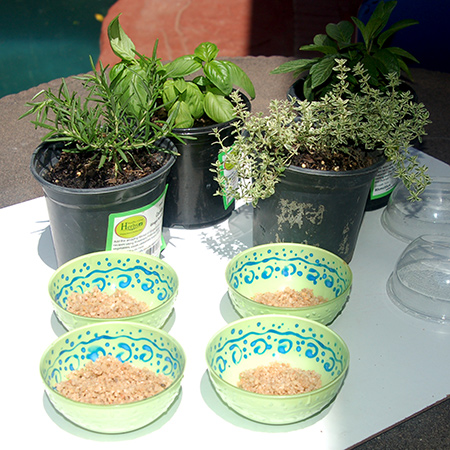 Recycled plastic herb or succulent planters