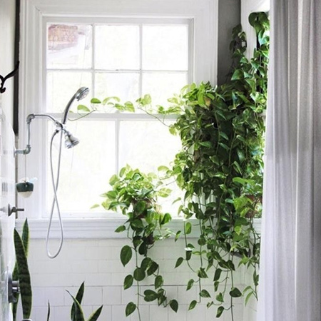 Philodendron cordatum is another common indoor plant and is also known as Sweetheart Vine