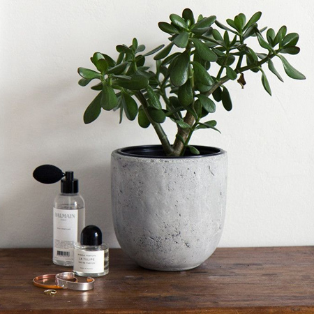 The jade plant has thick, shiny, smooth leaves in a rich jade green