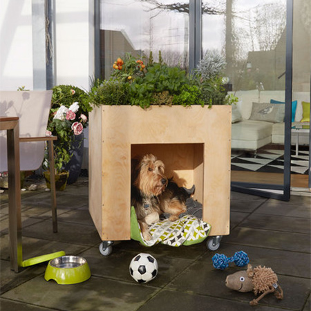 Dog house veggie garden