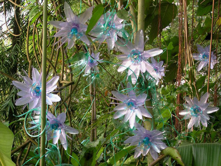 passionate display of passion fruit flowers from recycled PET plastic bottles
