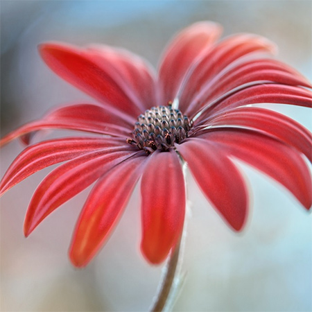 Spring planting in a drought
