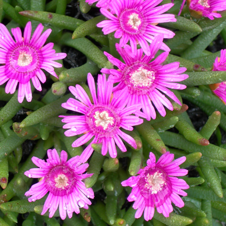 Spring planting in a drought