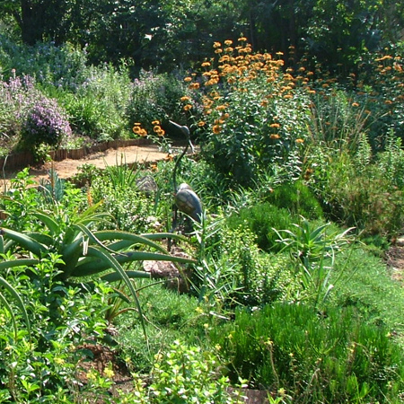 Spring planting in a drought