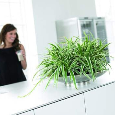 When winter arrives, we close windows and doors to keep a home warm. Adding air purifying plants not only benefits air quality, but also removes toxins that we breathe.