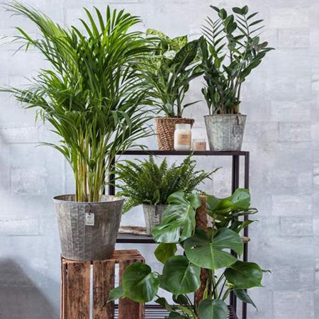 Indoor air contains tiny particles that are residues of toxins from furniture, clothes, flooring and paint, to name a few. Air purifying plants have the ability to filter these substances from the air via microscopic openings on the leaves. These harmful substances are absorbed by the plant and passed on to the root system.