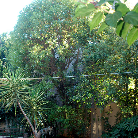 HOME-DZINE | In a small garden it's so easy for trees to take up too much sky. You plant them to provide privacy and shade in a garden, but before you know it they are blocking out too much sun and reaching for the stars. Some trees also need to be trimmed occasionally to keep them bushy with foliage. I have a large tree (myoporum laetum) that requires trimming every 5 to 6 years when it becomes leggy. 
