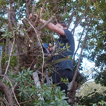 HOME-DZINE | DO have a strap that can be secured around a large branch or trunk to prevent you from falling, and make sure the stepladder itself if firmly bedded on the ground. 
