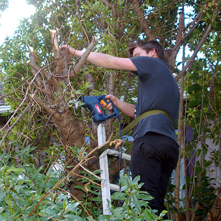 HOME-DZINE | Start high and work your way down - remove smaller branches at the top and get these out of the way to make it easier to work down to trim to the height you want.
