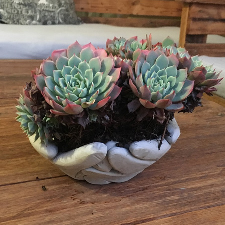 HOME-DZINE | Garden Projects - concrete 'hands' planter for the garden, or for the home.