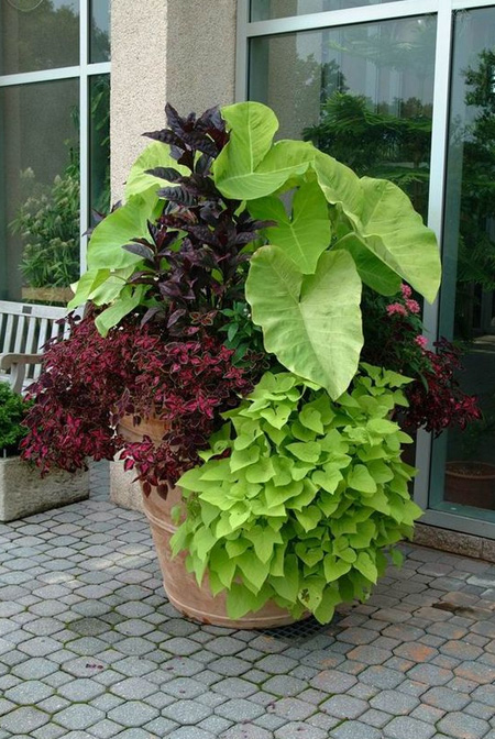 HOME-DZINE | Gardening Tips - Many indoor plants have high water usage, both in containers or in an indoor garden area, and require regular watering. However, avoid automatically watering plants that wilts a little during the heat of the day – it’s normal. It is better to test the soil first. Push a finger into the soil up to the first knuckle joint. If the soil feels damp at that depth and sticks to your finger, the plant does not need watering.
