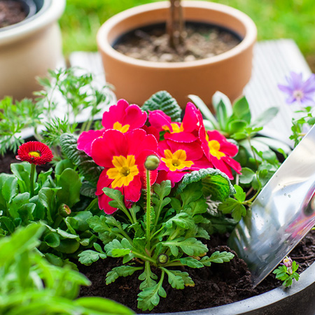 HOME-DZINE | Spring is one of my favourite times of the year, it's a time of rejuventation; plants are budding with new growth and the lawn is putting out new lush green shoots. Spring is also the perfect time to add colourful plants to beds, borders and container gardens. Pop into your local nursery or Builders garden centre and keep an eye out for gorgeous spring annuals and perennials.