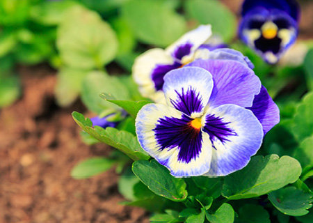 HOME-DZINE | Annuals are perfect for edging shady paths and filling beds and borders. They are also easy to plant for brightening containers, window boxes and hanging baskets. If you don't have a green thumb, annuals like vygies, petunias, pansies and violas are easy to grow and only require regular watering.