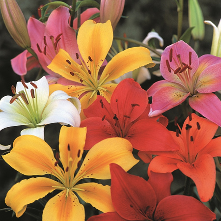 A beautiful assortment of jewel colours, Lilium have six petals and are sweetly scented. Plant in small clusters of a single variety between shrubs and perennials for stunning effect in beds and borders.