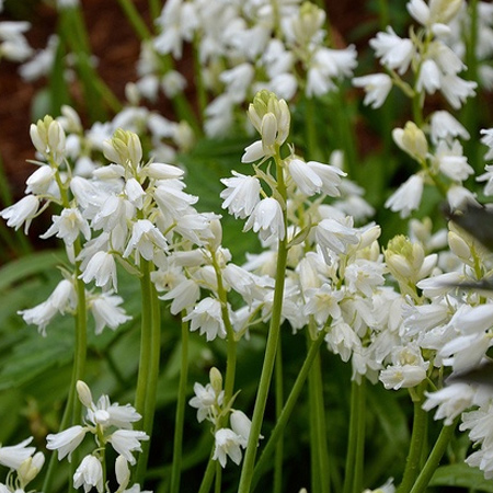 spring flowering bulbs Hyacinthoides, from Greek mythology, requires well draining soil and a cool location. Plant in semi-shade in May after soil temperatures have cooled, and ensure sand is mixed in with the soil to allow good drainage.