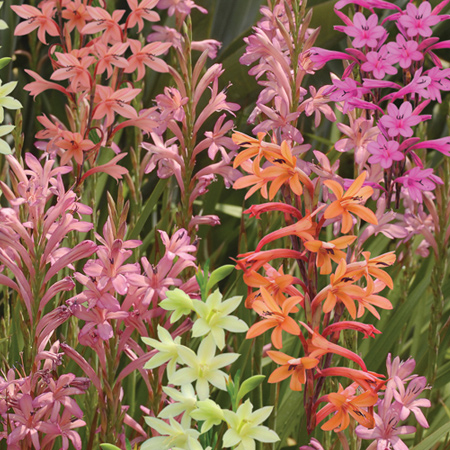 Watsonia Meriana - Bugle Lily are ideal for border in full view from the house, or in containers on the patio. They love a sunny spot in cool, well-drained soil, but also do well partial shade.