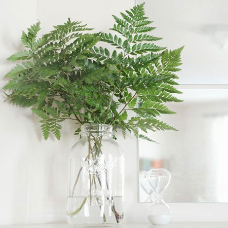Foliage can look just as beautiful as flowers