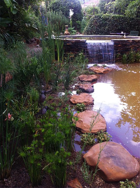 Goldfish were added to the wetland pool to ensure the mosquito population was kept under control. Since installation, it is a regular occurence to see birds splashing in the pool and dragonflies flitting across the surface.