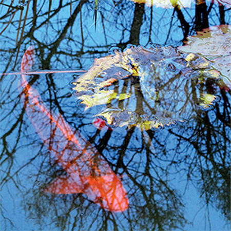 Wetland pool conversion