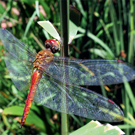 Wetland pool conversion