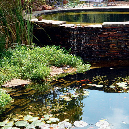 Damselflies and dragonflies are regular visitors to the wetlands pool.