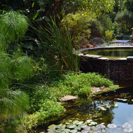The splash pool stands as a feature while the remaining pool area is divided into a water garden and a wetland area.