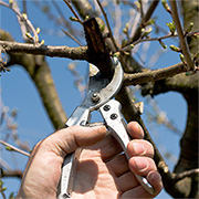 Time to prune your shrubs and trees