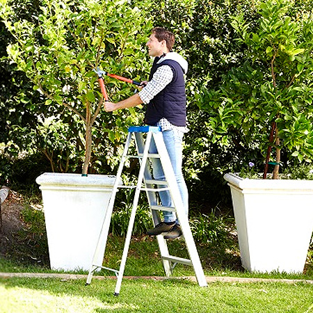Time to prune your shrubs and trees