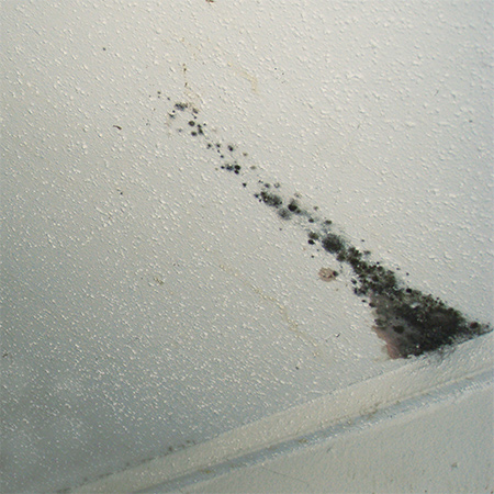 Poor ventilation in a bathroom can lead to mould on a ceiling. We offer a quick tip on how to get rid of mould and paint over the stain.