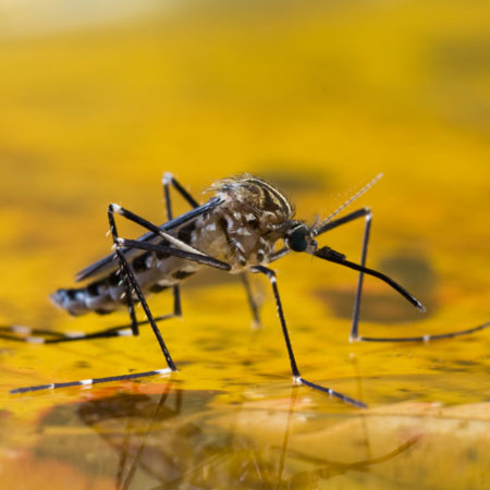 HOME-DZINE | Keep Mozzies Away - Rid your garden of any areas where rain water can collect