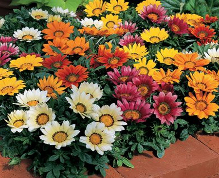 HOME-DZINE | Water Wise Garden - Every garden needs a pop of colour - even a water wise garden. Using the rough sketch that denotes the zones in your garden, you can plant colourful annuals and perennials in groups for easy watering. Alternatively, fill containers with seasonal favourites.