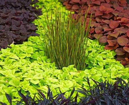 HOME-DZINE | Water Wise Garden - Shop for varieties that are fairly drough-resistant and can withstand light foot traffic, when using ground cover with stepping stones to create a path or walkway. Your local garden centre or nursery will be able to offer advice on water wise plants suitable for sun or shade.