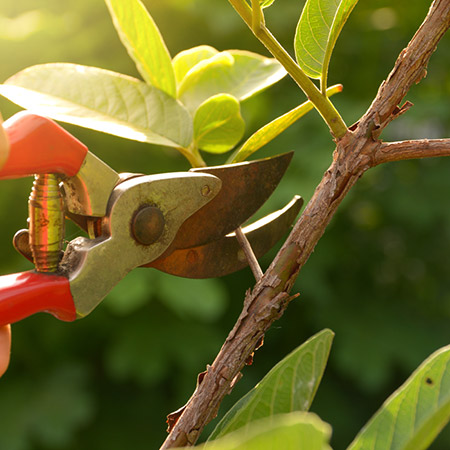 It's time to think about pruning with Garden Master