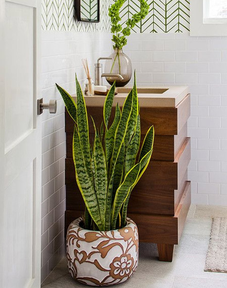 plants suitable for bathroom
