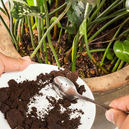add coffee grounds to your plants