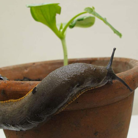 protect seedlings from slugs and snails with coffee grounds