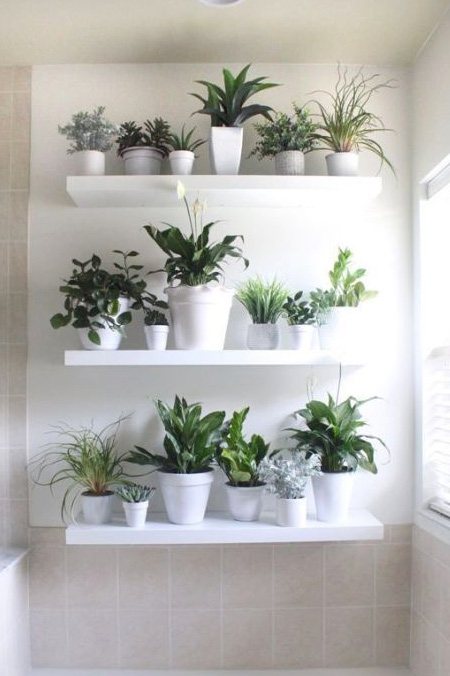 floating shelf mini greenhouse garden in bathroom
