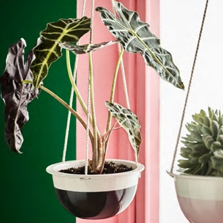 grown indoor plants