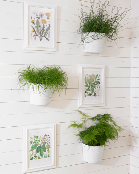 grow ferns indoors