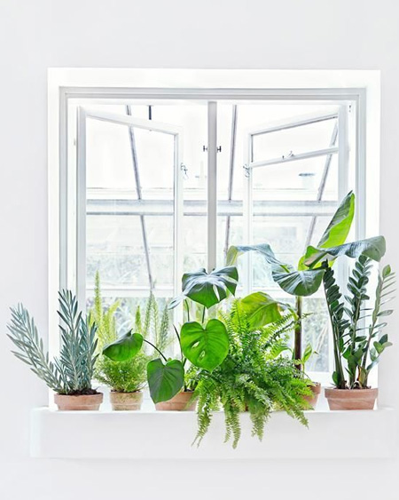 ferns for indoors