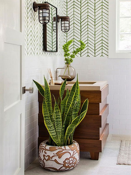 plants for bathroom