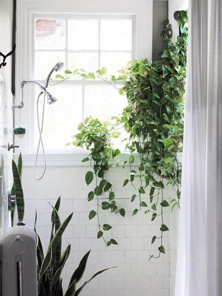 pothos in bathroom