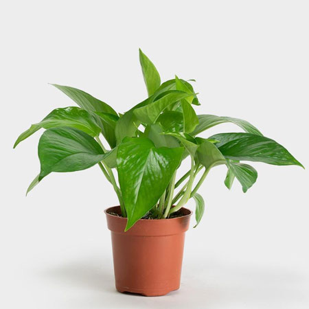 devils ivy pothos plants for bathroom