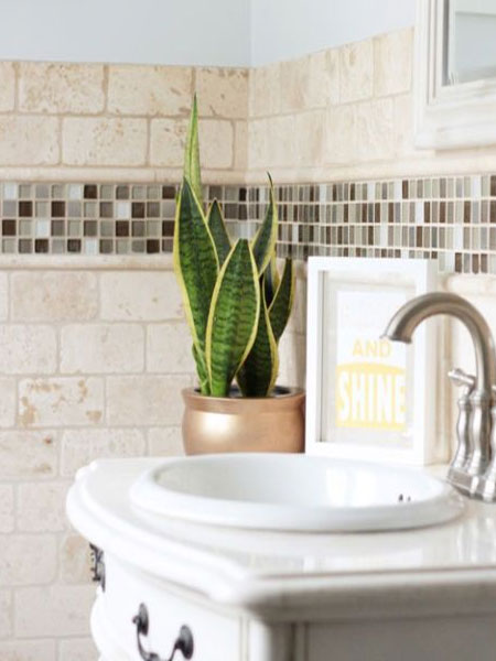 sanseveria in bathroom