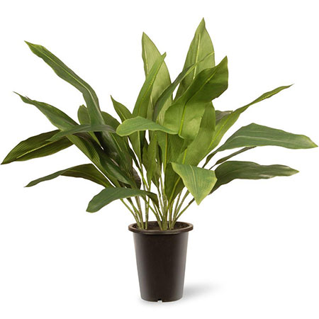 Cast Iron Plant (aspidistra) for bathrooms